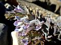 Fleshy-Leaf Corydalis